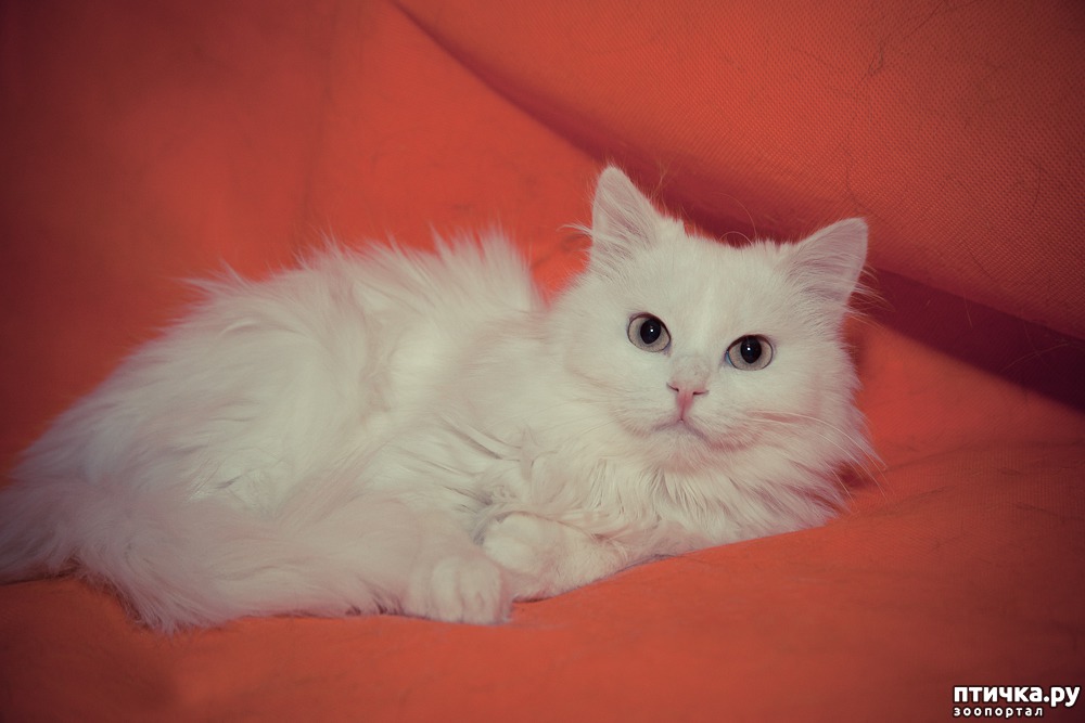 Сибирская кошка белая