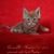 Красивый солнечный котенок мейн-кун - фото 2 к объявлению