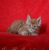Красивый солнечный котенок мейн-кун - фото 3 к объявлению