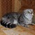 Продается шотландская вислоухая кошка (скоттиш фолд) - фото 2 к объявлению