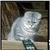 Продается шотландская вислоухая кошка (скоттиш фолд) - фото 3 к объявлению