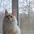 Продается мейн кун (американская енотовая кошка) - фото 1 к объявлению