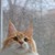 Продается мейн кун (американская енотовая кошка) - фото 2 к объявлению