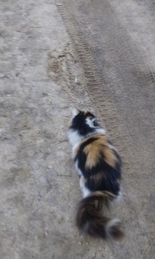 Кошка ищет заботливых хозяев - фото 1 к объявлению