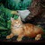 Продается мейн кун (американская енотовая кошка) - фото 3 к объявлению