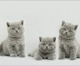 Продается британская короткошерстная кошка - фотография  к объявлению