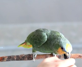     -    
