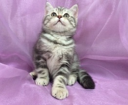 Клубный шотландский котенок - фото 1 к объявлению