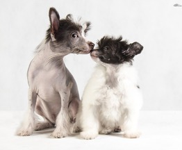 Продается китайская хохлатая собака - фотография  к объявлению