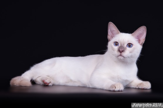 Продается тайская кошка - фото 1 к объявлению