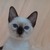 Продается тайская кошка - фото 3 к объявлению