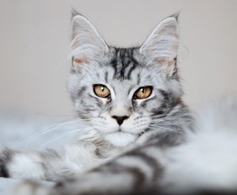 Котята мейн-кун - фото 1 к объявлению