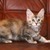 Котята мейн-кун - фото 2 к объявлению