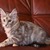 Котята мейн-кун - фото 4 к объявлению