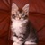 Котята мейн-кун - фото 5 к объявлению