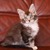 Котята мейн-кун - фото 6 к объявлению