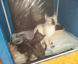 Тонкинская кошка и ее котята ищут заботливых хозяев - фото 1 к объявлению
