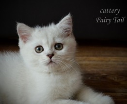 Продается британский короткошерстный котик - фото 1 к объявлению