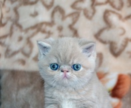 Продается экзот (экзотическая короткошерстная кошка) - фотография  к объявлению