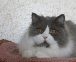 Продается британский длинношерстный котик - фотография  к объявлению