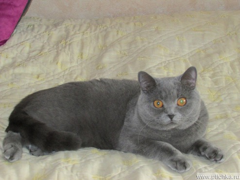Продается британский короткошерстный котик - фотография  к объявлению