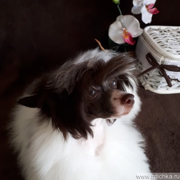 Продается китайская хохлатая собака - фото 1 к объявлению