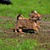 Миниатюрные щенки чихуахуа - фото 5 к объявлению