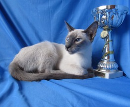 Продается сиамский котёнок (сиам) - фотография  к объявлению