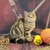 Продается шотландская вислоухая кошка (скоттиш фолд) - фото 4 к объявлению