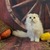 Продается шотландская вислоухая кошка (скоттиш фолд) - фото 5 к объявлению