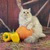 Продается шотландская вислоухая кошка (скоттиш фолд) - фото 6 к объявлению