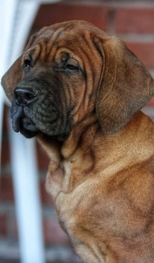Продается Тоса-ину(японская бойцовая собака) - фото 1 к объявлению