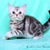 Продается американская короткошерстная кошка - фото 4 к объявлению