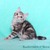Продается американская короткошерстная кошка - фото 3 к объявлению