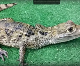 Продается крокодил каймановый - фотография  к объявлению