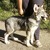    (Saarloos Wolfdogs) -  3  