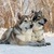    (Saarloos Wolfdogs) -  4  