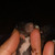 Крысята в заботливые любящие ручки - фото 1 к объявлению
