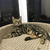 Продается бенгальская кошка (бенгал) - фото 3 к объявлению