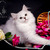 Продается шотландская вислоухая длинношерстная кошка (хайленд-фолд) - фото 1 к объявлению