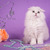 Продается шотландская вислоухая длинношерстная кошка (хайленд-фолд) - фото 2 к объявлению