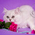 Продается шотландская вислоухая длинношерстная кошка (хайленд-фолд) - фото 3 к объявлению