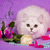 Продается шотландская вислоухая длинношерстная кошка (хайленд-фолд) - фото 4 к объявлению
