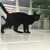 Очаровательный черный котенок-девочка ищет дом. - фото 4 к объявлению