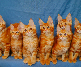 Котята мейн-кун рыжего окраса - фото 1 к объявлению