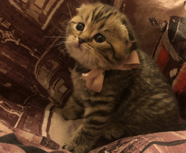 Продается шотландская вислоухая кошка (скоттиш фолд) - фото 1 к объявлению