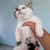 метисы бенгала котята ищет заботливых хозяев - фото 1 к объявлению