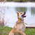 Чудесная собака Сенди в добрые руки - фото 4 к объявлению