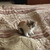 Кошка ищет заботливых хозяев - фото 3 к объявлению