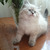 Продается невская маскарадная кошка (сибирский - фото 3 к объявлению